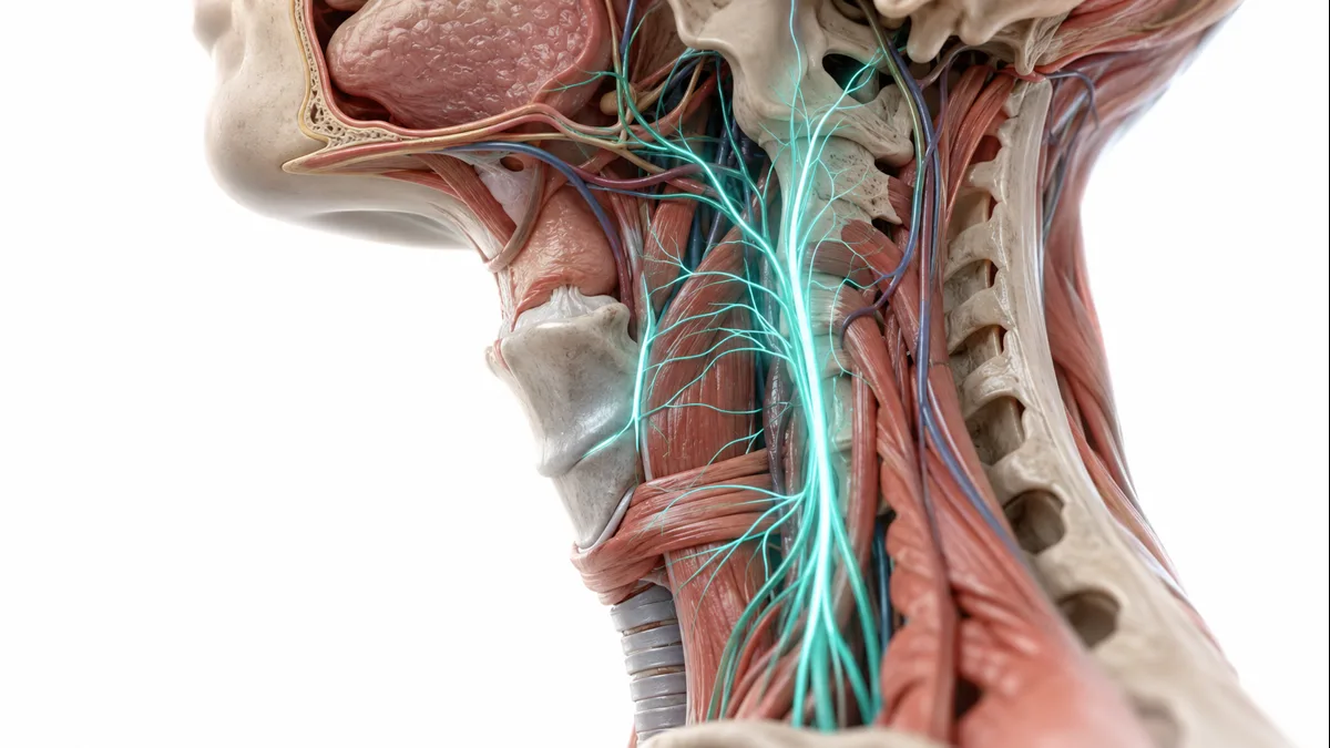 Anatomical diagram of the throat showing vagus nerve innervation of the pharyngeal plexus and cricopharyngeal muscle in globus sensation